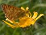 Herdersparelmoervlinder 2 (Boloria pales)